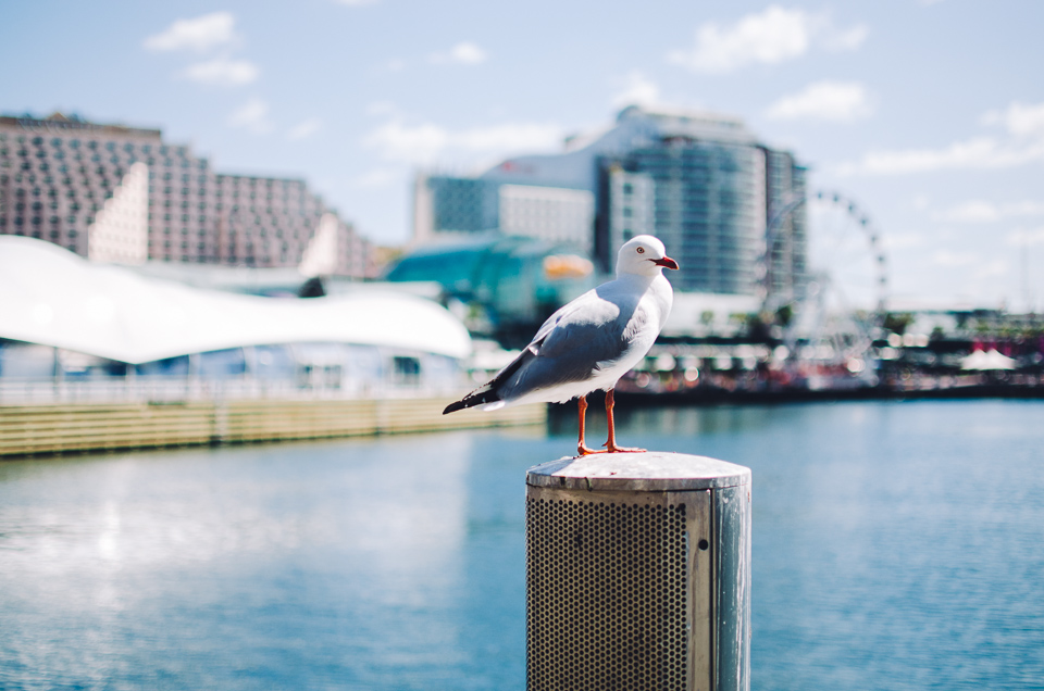 20150911-australien_blog_final-42