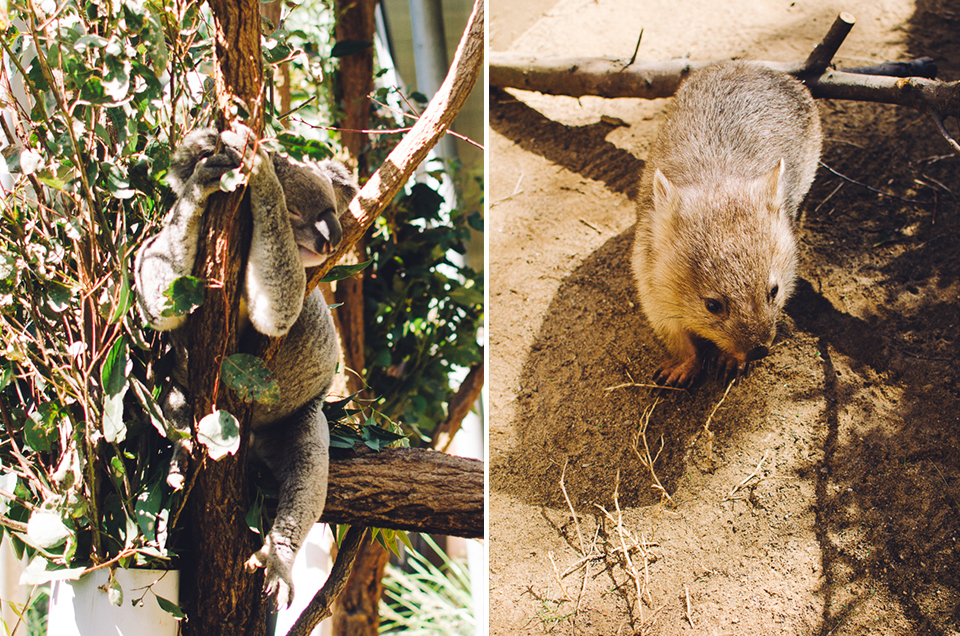 20150914-australien_blog_final-76_2