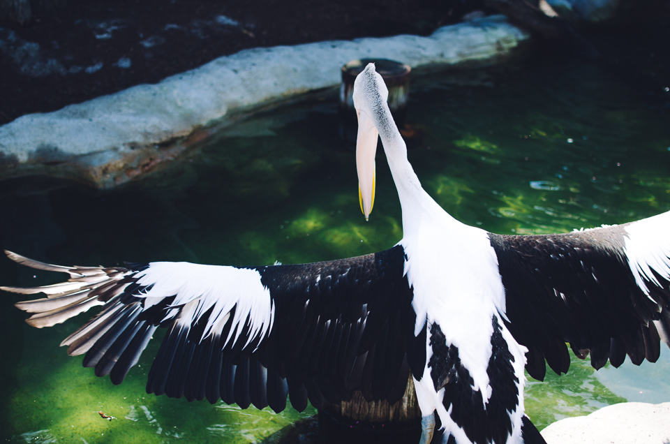 20150914-australien_blog_final-78